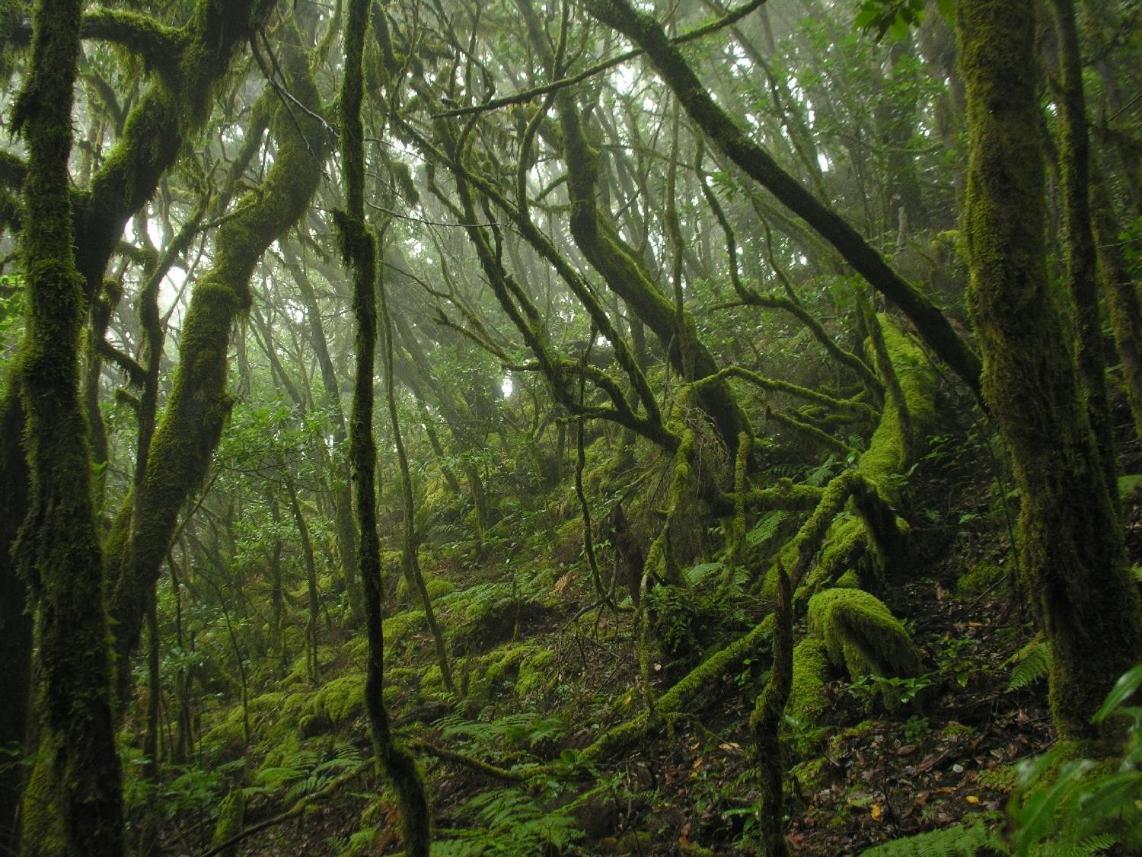 Santa Cruz De Tenerife Toscal المظهر الخارجي الصورة
