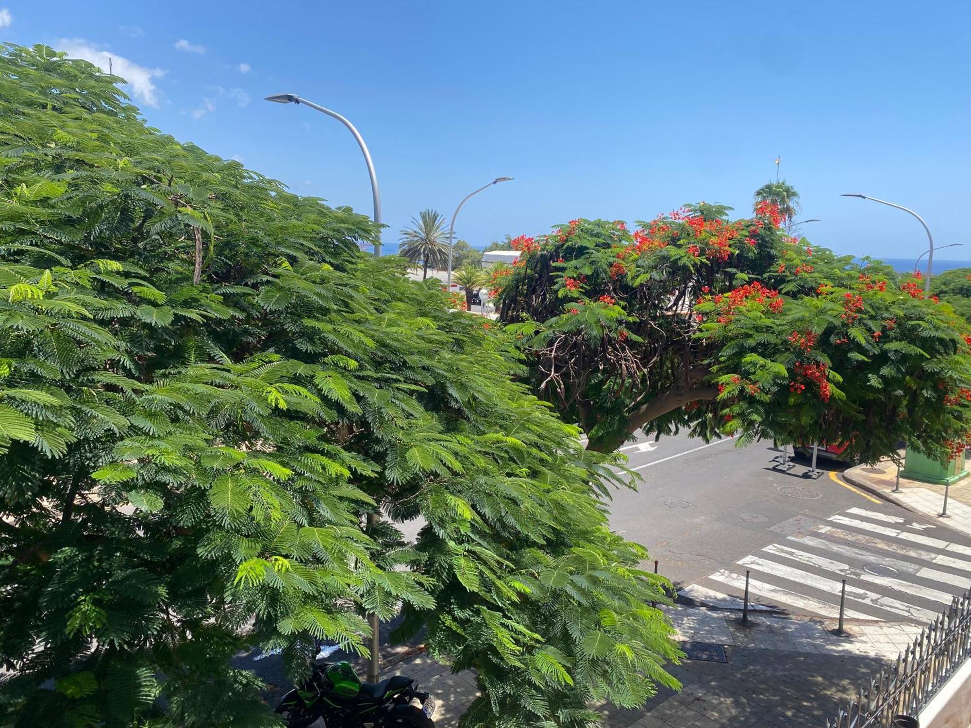 Santa Cruz De Tenerife Toscal المظهر الخارجي الصورة
